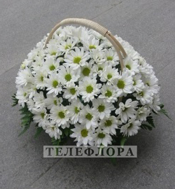 Basket of white chrysanthemums