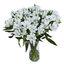 Bouquet of 15 white Alstroemeria